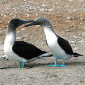 West Coast Of South America II